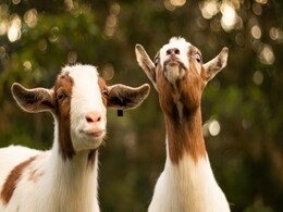 Former Mexico Zoo Chief Accused Of Ordering 4 Goats To Be Killed And Cooked For Party Former Mexico Zoo Chief Accused Of Ordering 4 Goats To Be Killed And Cooked For Party