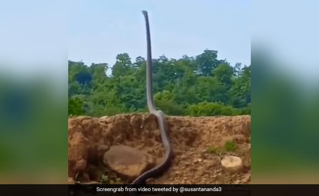 Watch: Forest Officer Shares Video Of King Cobra 'Standing Up', Internet Stunned