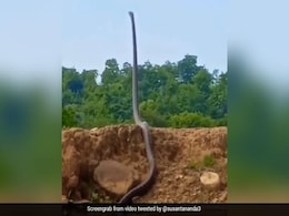 इंसान की लंबाई के बराबर फन फैलाकर खड़ा हो गया किंग कोबरा, डरावना नज़ारा देख खड़े हो जाएंगे रोंगटे इंसान की लंबाई के बराबर फन फैलाकर खड़ा हो गया किंग कोबरा, डरावना नज़ारा देख खड़े हो जाएंगे रोंगटे