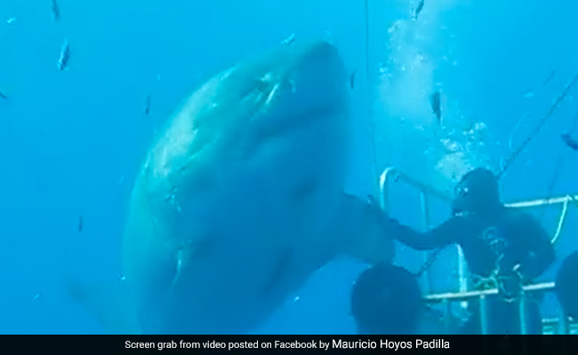 Old Video Of 'Deep Blue', The Biggest Ever Great White Shark, Leaves Internet Stunned