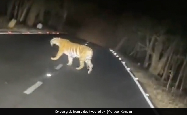 On Camera, A Streak Of Tigers Crossing A Road In Maharashtra