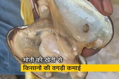 मोती की खेती से मालामाल किसान, सालभर में करोड़ों की कमाई मोती की खेती से मालामाल किसान, सालभर में करोड़ों की कमाई