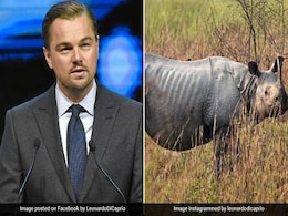 Leonardo DiCaprio Praises Assam Government's Efforts To End Poaching Of Rhinoceros Leonardo DiCaprio Praises Assam Government's Efforts To End Poaching Of Rhinoceros