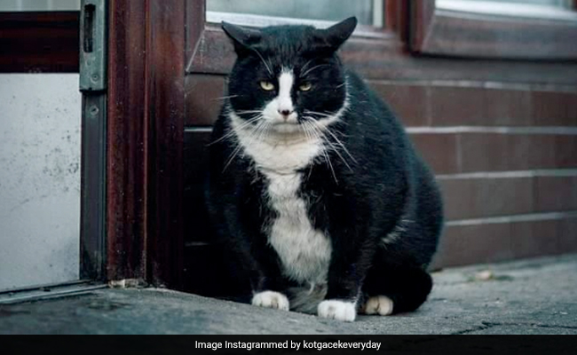 A Cat Named 'Gacek' Becomes Top-Rated Tourist Attraction In Poland