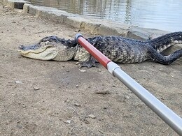 "Very Lethargic Alligator" Captured In New York Park "Very Lethargic Alligator" Captured In New York Park