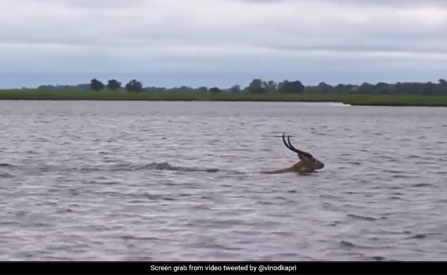 नदी पार कर रहा था हिरण, अचानक पीछा करने लगा मगरमच्छ, जैसे ही हिरण किनारे पर पहुंचा, फिर जो हुआ...