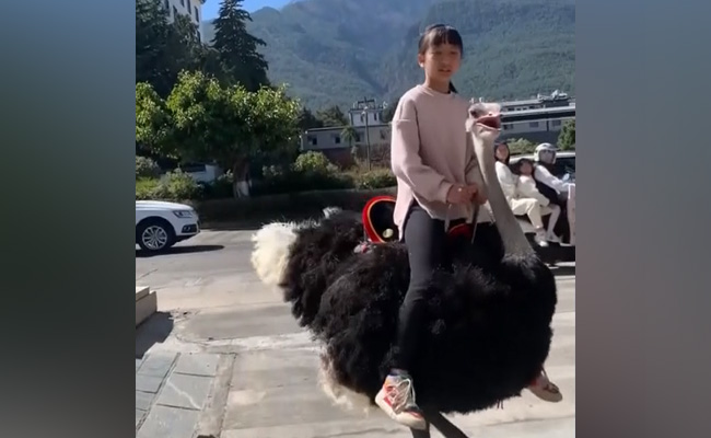 Watch: Girl Rides On Back Of Ostrich To School In China