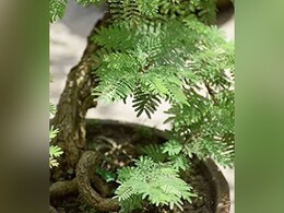 घर में अगर लगा रखा है शमी का पौधा, भूलकर भी उसके पास न रखें ये चीजें