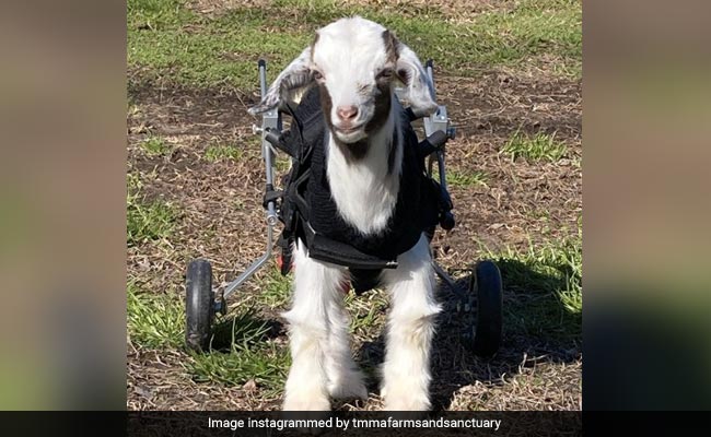 Watch: US Goat "Itty Bitty" With Spinal Condition Enjoys New Life On Wheels