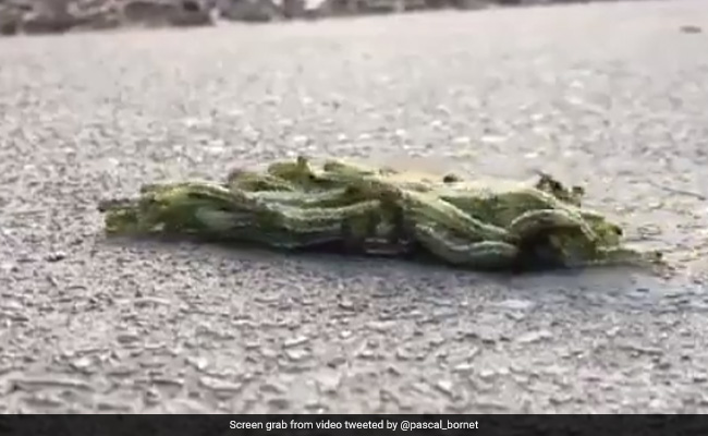 "Power Of Unity": Caterpillars' Unique Way Of Moving Together Inspires Internet
