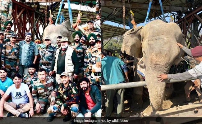 'Operation Moti': Indian Army Engineers Team Up With NGO To Save 35-Year-Old Elephant