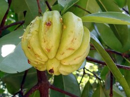 All About Garcinia Cambogia - Does It Really Help Lose Weight?