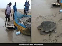 मछली पकड़ने वाले जाल में फंसकर पानी से बाहर आ गए कई कछुए, मछुआरों ने बचाई जान, समुद्र में छोड़ा वापस - देखें Video मछली पकड़ने वाले जाल में फंसकर पानी से बाहर आ गए कई कछुए, मछुआरों ने बचाई जान, समुद्र में छोड़ा वापस - देखें Video