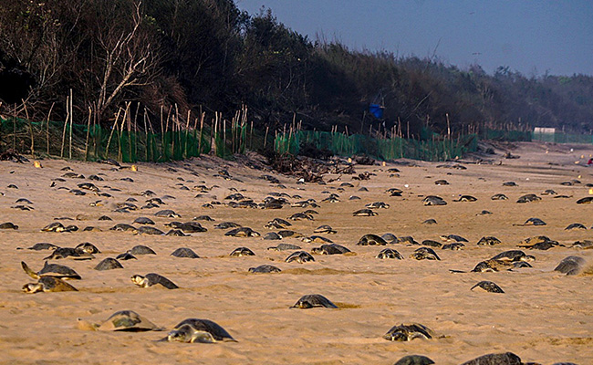 Tamil Nadu Installs Climate-Resilient Hatcheries For Olive Ridley Turtles