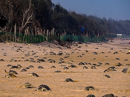 Tamil Nadu Installs Climate-Resilient Hatcheries For Olive Ridley Turtles Tamil Nadu Installs Climate-Resilient Hatcheries For Olive Ridley Turtles