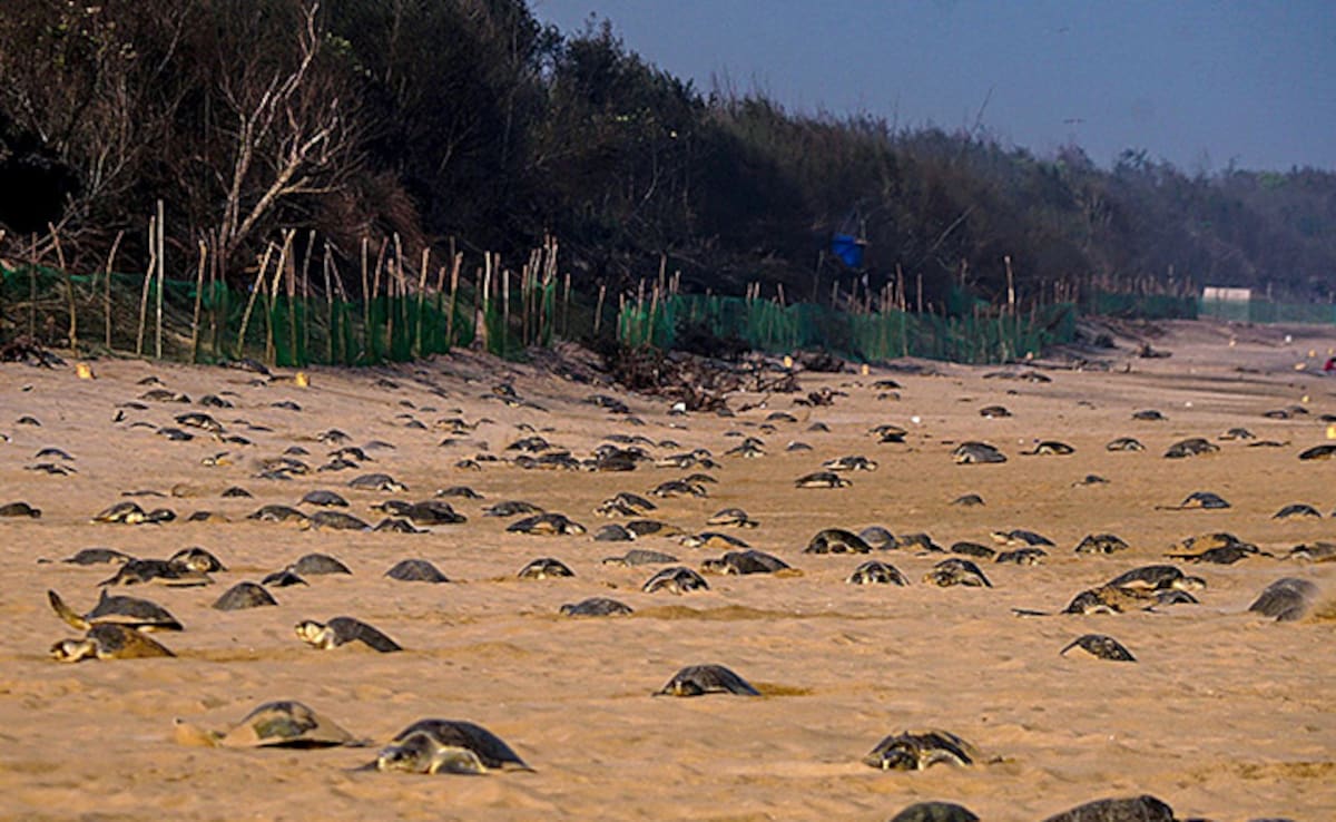 Берхампур The hatching of Olive Ridley turtle eggs has begun
