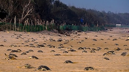 Olive Ridley Turtle Hatchlings Emerge From Eggs, Crawl Towards Sea In Odisha