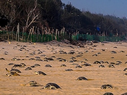 Olive Ridley Turtle Hatchlings Emerge From Eggs, Crawl Towards Sea In Odisha Olive Ridley Turtle Hatchlings Emerge From Eggs, Crawl Towards Sea In Odisha