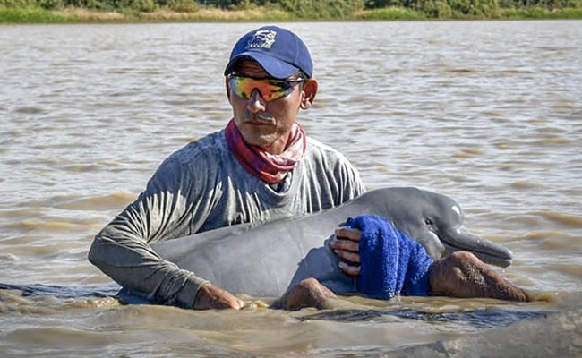 Two Endangered Pink Dolphins Rescued In Colombia From Shallow River