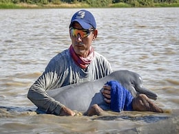 Two Endangered Pink Dolphins Rescued In Colombia From Shallow River Two Endangered Pink Dolphins Rescued In Colombia From Shallow River