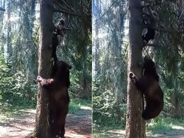 VIDEO: जंगली भालू से जान बचाकर पेड़ पर चढ़ा शख्स, आगे जो हुआ उसे देख कांप जाएगी रूह VIDEO: जंगली भालू से जान बचाकर पेड़ पर चढ़ा शख्स, आगे जो हुआ उसे देख कांप जाएगी रूह