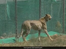 5 Cheetahs To Be Moved Out Of Larger Enclosures At Madhya Pradesh's Kuno 5 Cheetahs To Be Moved Out Of Larger Enclosures At Madhya Pradesh's Kuno