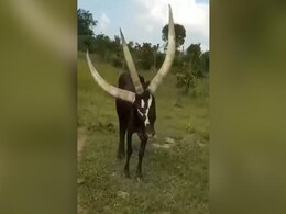 कभी देखा है तीन सींग वाला सांड? Video देख उड़ जाएंगे होश कभी देखा है तीन सींग वाला सांड? Video देख उड़ जाएंगे होश