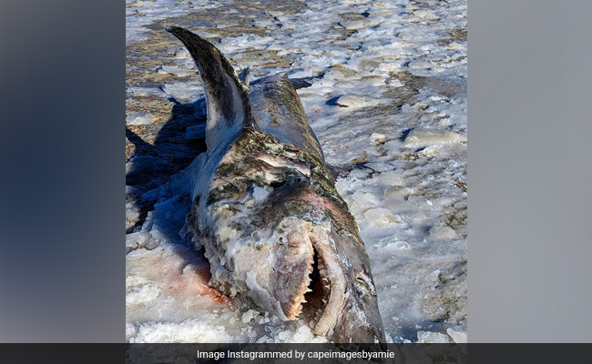Amid US Cold Wave, Frozen Dead Shark Found On Cape Cod Beach
