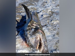 Amid US Cold Wave, Frozen Dead Shark Found On Cape Cod Beach Amid US Cold Wave, Frozen Dead Shark Found On Cape Cod Beach