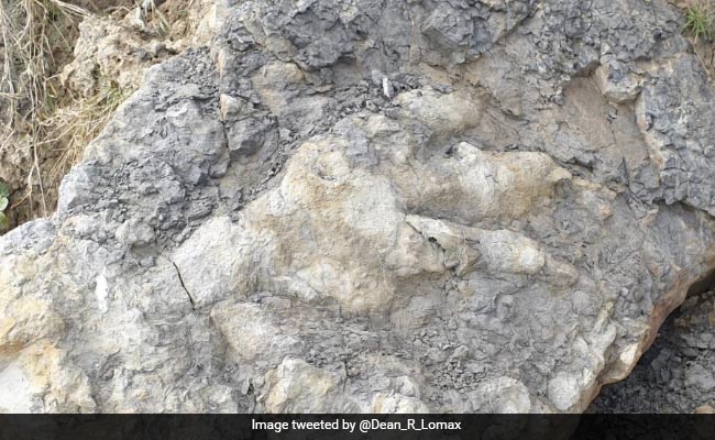 3 Feet-Long Dinosaur Footprint Left Over 160 Million Years Ago Found In UK