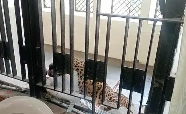 गाजियाबाद में कोर्ट के फर्स्ट फ्लोर पर आया तेंदुआ, हमला करके कई लोगों को किया घायल