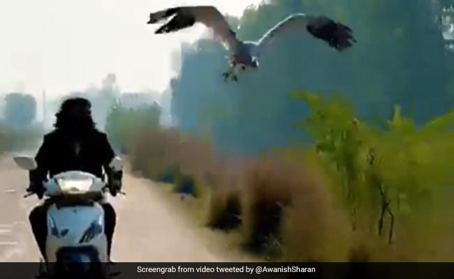 Rare Sarus Crane Confiscated From UP Man Who Saved It