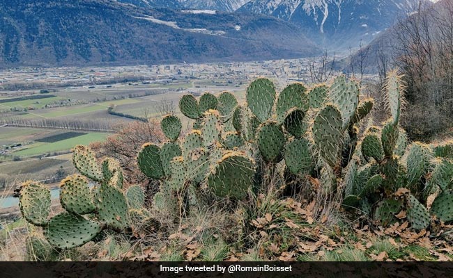 Cactus Is Replacing Snow In Switzerland Mountains, Sparking Global Warming Concern