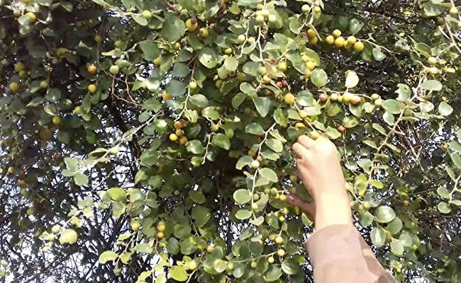 100 साल पुराना दुर्लभ त्रिलोक बेर का पेड़ आज भी फल दे रहा है, इसका अनोखा है इतिहास