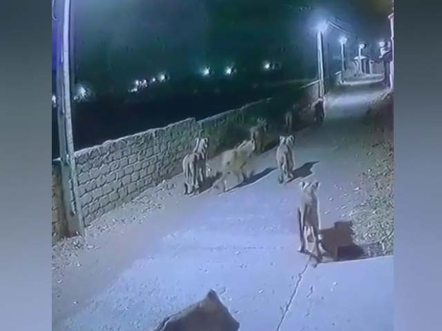 कैमरे में कैद : गुजरात में सड़क पर घूमती दिखीं आठ शेरनियां