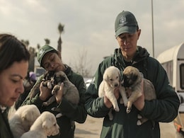 Dogs, Bulls, Goldfish: Animal Rescuers In Turkey Are Saving Them All Dogs, Bulls, Goldfish: Animal Rescuers In Turkey Are Saving Them All