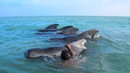 Watch: 11 Stranded Pilot Whales Saved In Sri Lanka