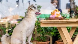 Take Your Pet Along: Top 5 Pet-Friendly Cafes In Delhi