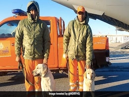 Julie, Romeo, Honey, Rambo: India's Pawsome Rescue Team For Turkey Tragedy Julie, Romeo, Honey, Rambo: India's Pawsome Rescue Team For Turkey Tragedy