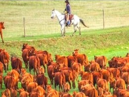 तस्वीर में छिपा है भालू, लोग खोज नहीं पा रहे हैं, अगर आपकी नज़रें हैं तेज़ तो जानवर को खोज दीजिए तस्वीर में छिपा है भालू, लोग खोज नहीं पा रहे हैं, अगर आपकी नज़रें हैं तेज़ तो जानवर को खोज दीजिए