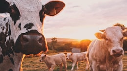 Why Helicopter Shooters Plan To Kill Stray Cows In US's New Mexico