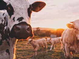 Why Helicopter Shooters Plan To Kill Stray Cows In US's New Mexico