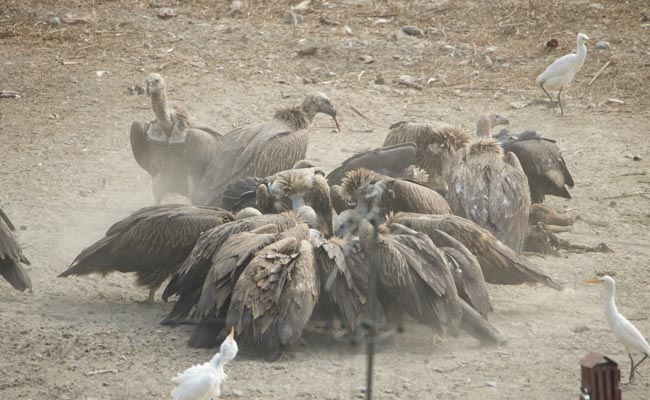 In Landmark Moment, 13 Critically Endangered Vultures Released In Bengal