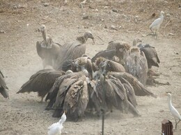 In Landmark Moment, 13 Critically Endangered Vultures Released In Bengal In Landmark Moment, 13 Critically Endangered Vultures Released In Bengal