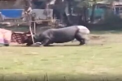 Rhino Creates Terror In Assam's Majuli Village Rhino Creates Terror In Assam's Majuli Village