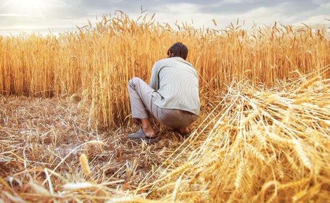Government Expert Explains What Rising Temperatures Can Do To Wheat Crop