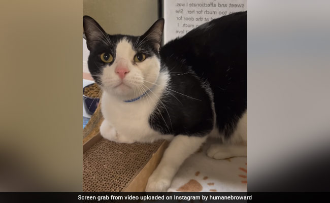 US Cat Dumped By Owners For Being "Too Affectionate" Finds New Home