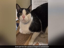 US Cat Dumped By Owners For Being "Too Affectionate" Finds New Home US Cat Dumped By Owners For Being "Too Affectionate" Finds New Home