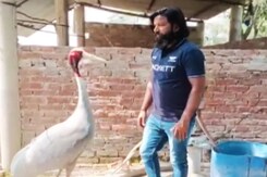 सारस और आरिफ की दोस्ती: बुरे वक्त से शुरू हुआ दोस्ती का बेमिसाल सफर सारस और आरिफ की दोस्ती: बुरे वक्त से शुरू हुआ दोस्ती का बेमिसाल सफर