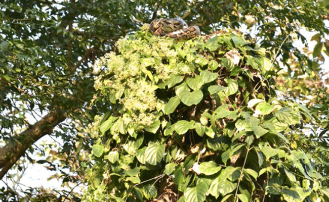 Forest Officer Asks Twitter To Spot The Camouflaged Animal In A Tree's Picture